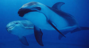 After a Weak Spring, SeaWorld Forecasts a Dry Summer